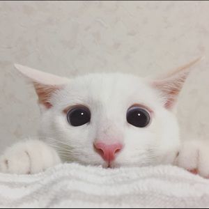 Meet your Posher, Alexandra